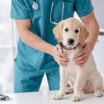 Cute retriever puppy in veterinary hospital