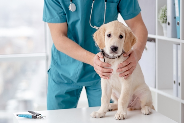 Cute retriever puppy in veterinary hospital